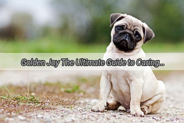 Golden Joy The Ultimate Guide to Caring for Your Golden Retriever